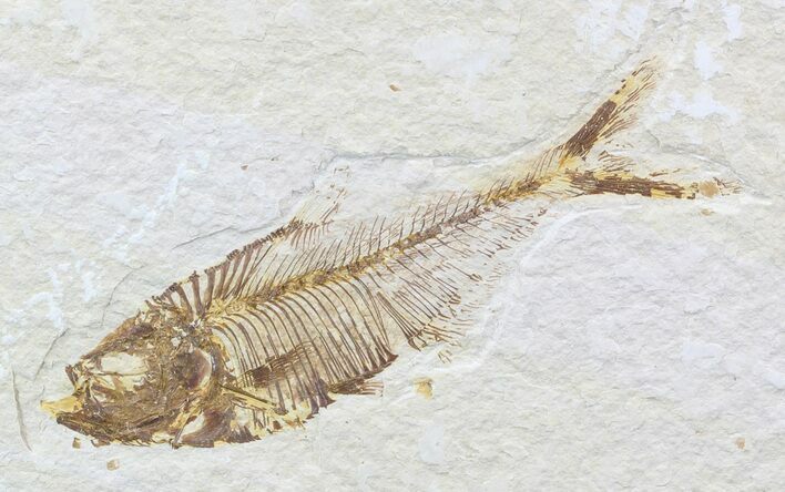 Bargain Diplomystus Fossil Fish - Wyoming #51797